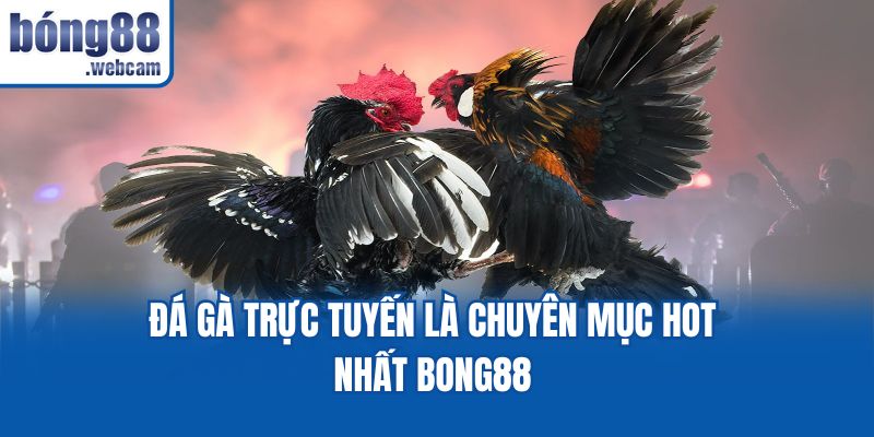 Đá gà trực tuyến là chuyên mục hot nhất Bong88